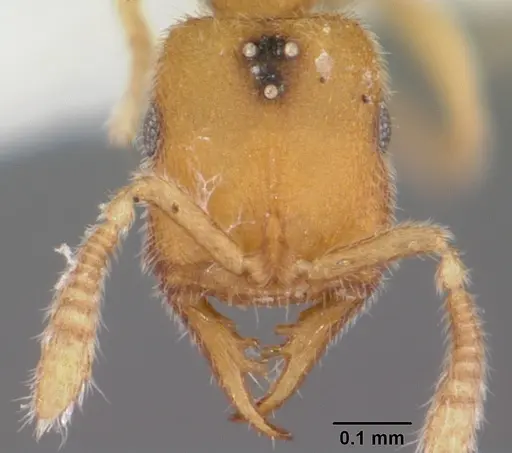 Stigmatomma mulanae specimen CASENT0104980 image casent0104980_2