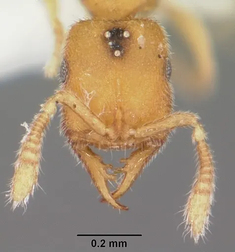 Stigmatomma mulanae specimen CASENT0104980 image casent0104980_3