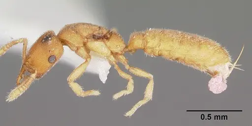 Stigmatomma mulanae specimen CASENT0104980 image casent0104980_4