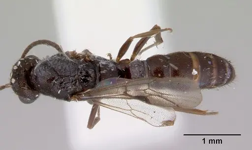 Stigmatomma noonadan specimen CASENT0172233 image casent0172233_1