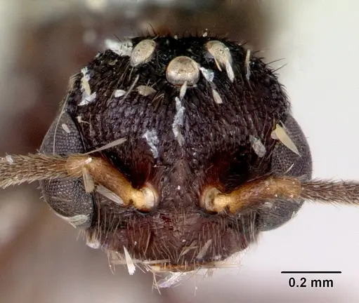 Stigmatomma noonadan specimen CASENT0172233 image casent0172233_2