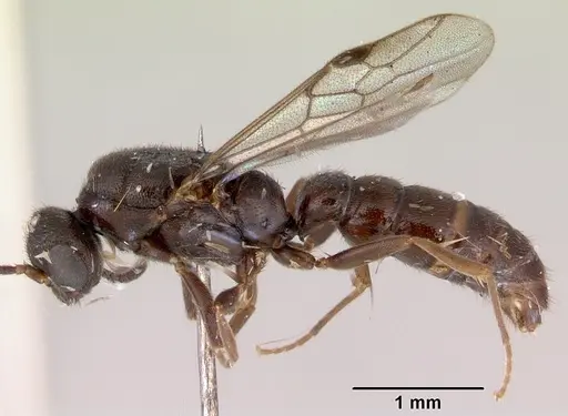 Stigmatomma noonadan specimen CASENT0172233 image casent0172233_3