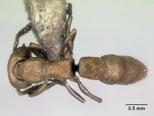 Stigmatomma noonadan specimen CASENT0172804 image casent0172804_1