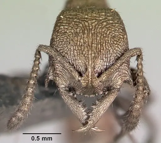 Stigmatomma noonadan specimen CASENT0172804 image casent0172804_2