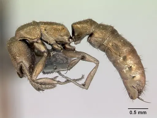 Stigmatomma noonadan specimen CASENT0172804 image casent0172804_3