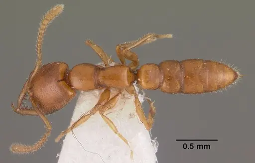 Stigmatomma normandi specimen CASENT0102474 image casent0102474_1