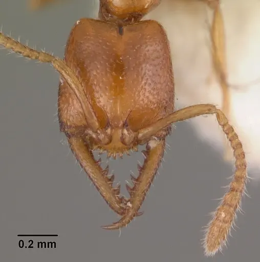 Stigmatomma normandi specimen CASENT0102474 image casent0102474_2
