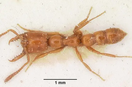 Stigmatomma normandi specimen CASENT0104571 image casent0104571_1