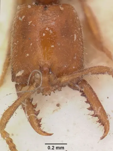 Stigmatomma normandi specimen CASENT0104571 image casent0104571_2