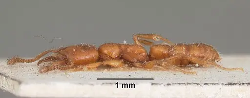 Stigmatomma normandi specimen CASENT0104571 image casent0104571_3