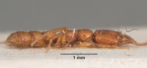 Stigmatomma normandi specimen CASENT0104571 image casent0104571_4