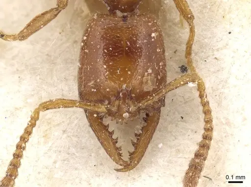 Stigmatomma normandi specimen CASENT0915103 image casent0915103_2
