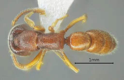 Stigmatomma octodentatum specimen ANTWEB1060491 image antweb1060491_1
