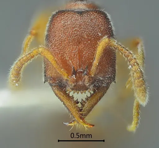 Stigmatomma octodentatum specimen ANTWEB1060491 image antweb1060491_2