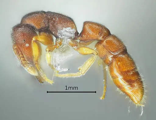 Stigmatomma octodentatum specimen ANTWEB1060491 image antweb1060491_3
