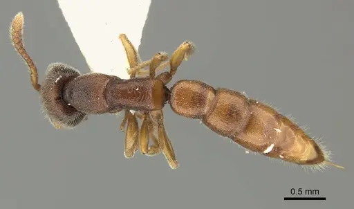 Stigmatomma octodentatum specimen CASENT0235342 image casent0235342_1