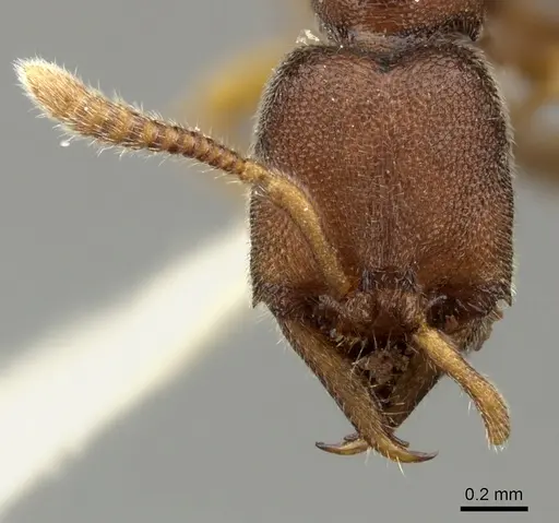 Stigmatomma octodentatum specimen CASENT0235342 image casent0235342_2