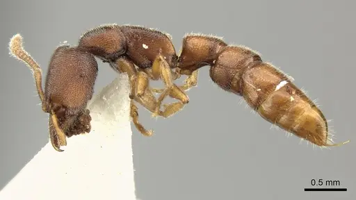 Stigmatomma octodentatum specimen CASENT0235342 image casent0235342_3