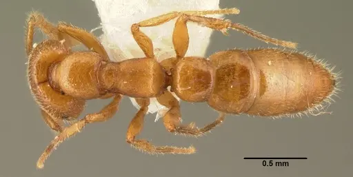 Stigmatomma ophthalmicum specimen CASENT0101746 image casent0101746_1