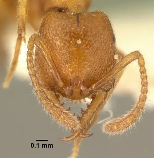 Stigmatomma ophthalmicum specimen CASENT0101746 image casent0101746_2