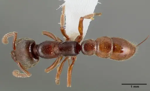 Stigmatomma oregonense specimen CASENT0005433 image casent0005433_1
