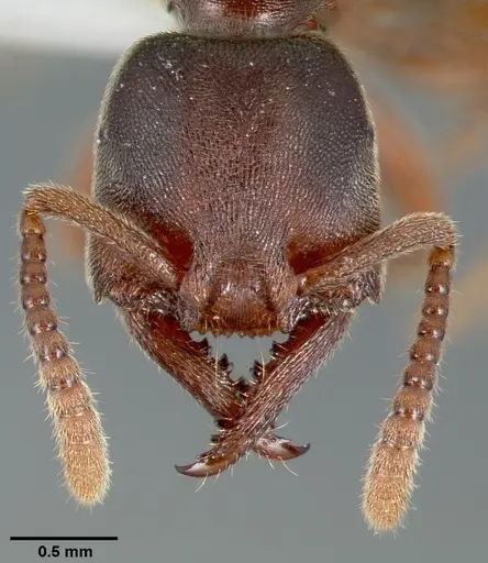 Stigmatomma oregonense specimen CASENT0005433 image casent0005433_2