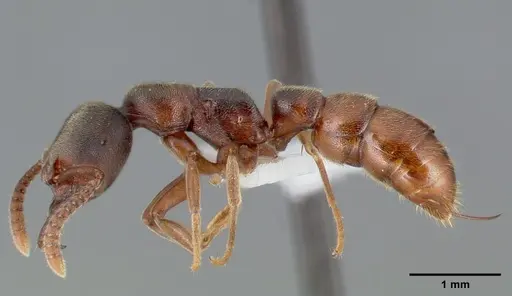 Stigmatomma oregonense specimen CASENT0005433 image casent0005433_3