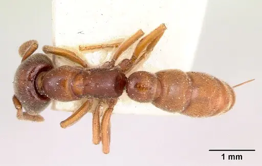 Stigmatomma oregonense specimen CASENT0103326 image casent0103326_1