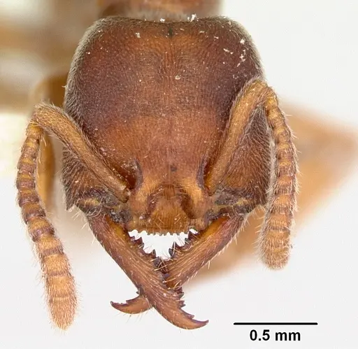Stigmatomma oregonense specimen CASENT0103326 image casent0103326_2