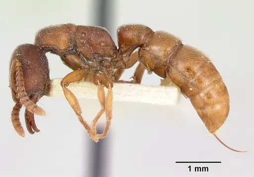 Stigmatomma oregonense specimen CASENT0103326 image casent0103326_3