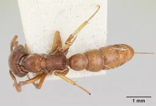 Stigmatomma oregonense specimen CASENT0172805 image casent0172805_1