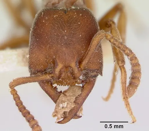 Stigmatomma oregonense specimen CASENT0172805 image casent0172805_2