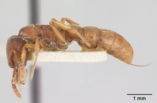 Stigmatomma oregonense specimen CASENT0172805 image casent0172805_3