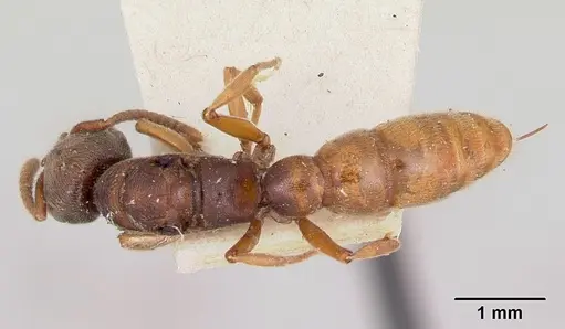 Stigmatomma oregonense specimen CASENT0172806 image casent0172806_1