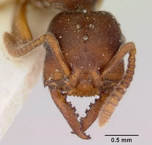 Stigmatomma oregonense specimen CASENT0172806 image casent0172806_2