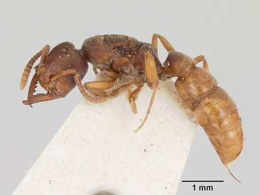 Stigmatomma oregonense specimen CASENT0172806 image casent0172806_3
