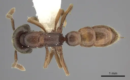 Stigmatomma oregonense specimen CASENT0260451 image casent0260451_1
