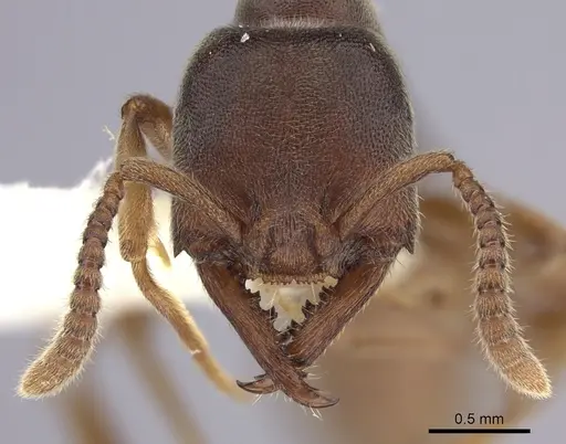 Stigmatomma oregonense specimen CASENT0260451 image casent0260451_2