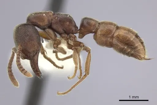 Stigmatomma oregonense specimen CASENT0260451 image casent0260451_3