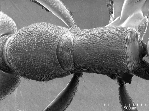 Stigmatomma pallipes specimen ANTWEB1008501 image antweb1008501_1
