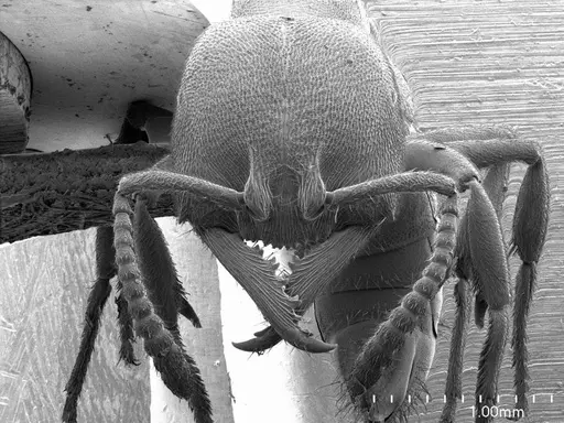 Stigmatomma pallipes specimen ANTWEB1008501 image antweb1008501_2