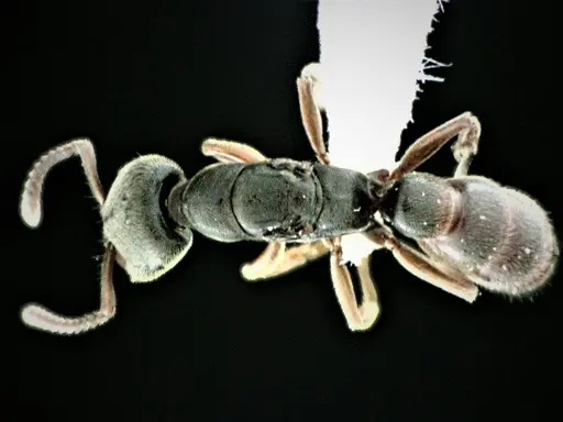 Stigmatomma pallipes specimen ANTWEB1041508 image antweb1041508_1