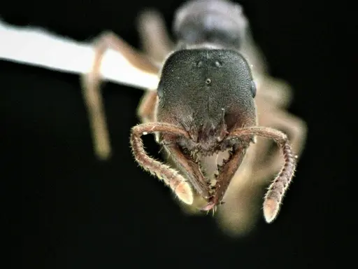 Stigmatomma pallipes specimen ANTWEB1041508 image antweb1041508_2