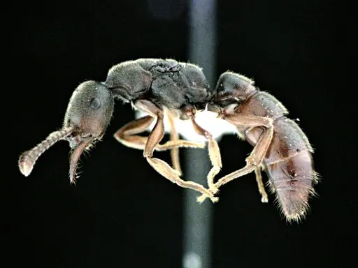 Stigmatomma pallipes specimen ANTWEB1041508 image antweb1041508_3