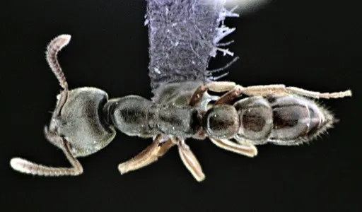 Stigmatomma pallipes specimen ANTWEB1041509 image antweb1041509_1
