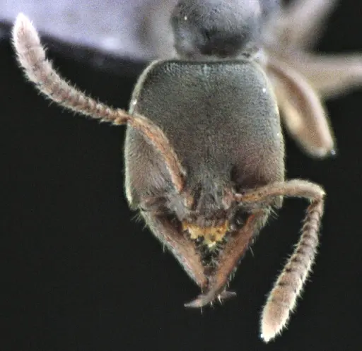 Stigmatomma pallipes specimen ANTWEB1041509 image antweb1041509_2