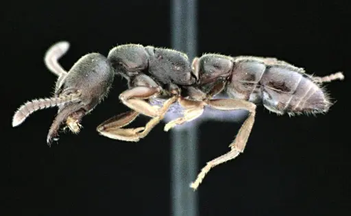 Stigmatomma pallipes specimen ANTWEB1041509 image antweb1041509_3