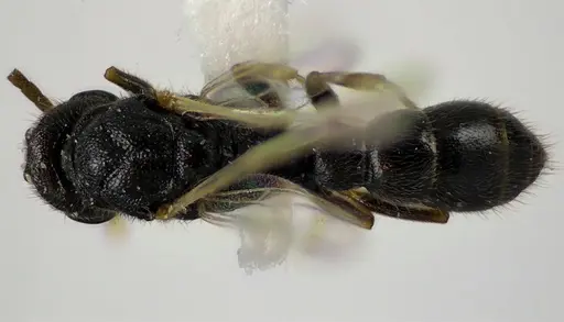Stigmatomma pallipes specimen ANTWEB1041586 image antweb1041586_1