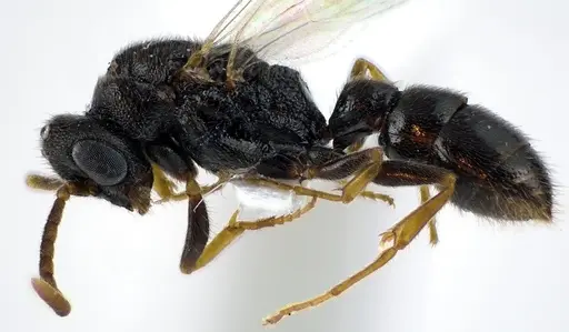 Stigmatomma pallipes specimen ANTWEB1041586 image antweb1041586_3