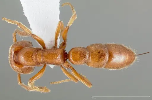 Stigmatomma pallipes specimen CASENT0005434 image casent0005434_1
